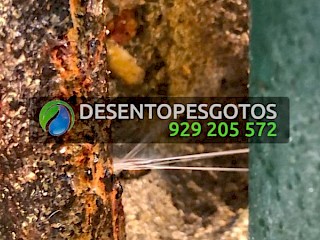 Reparação de Ruptura de Canos